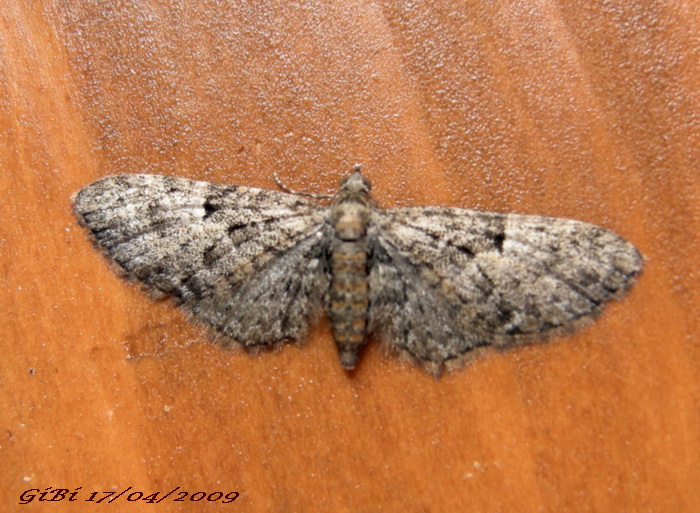 I.D. Geometridae - # 3