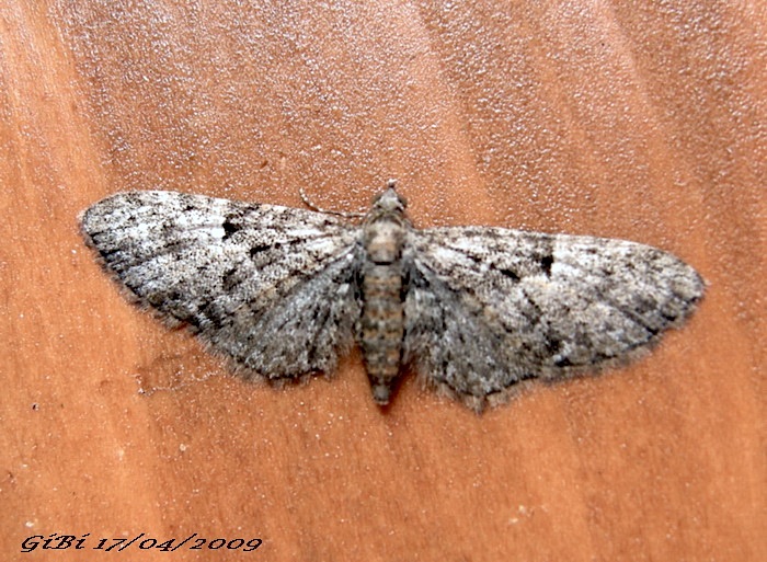 Eupithecia sp.