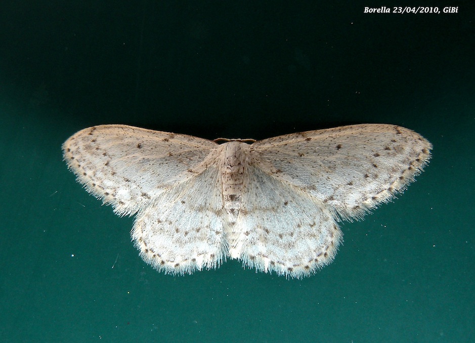 Idaea predotaria? No, Idaea seriata