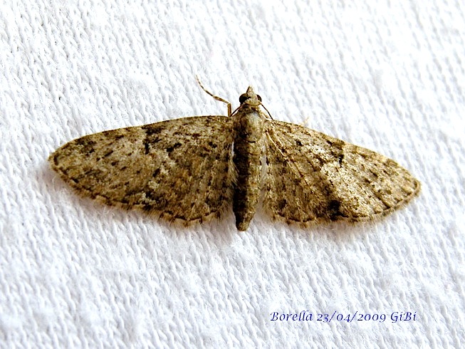 Eupithecia sp.