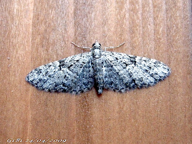 Eupithecia sp.