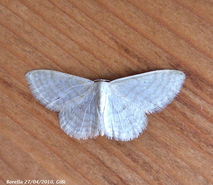 Idaea subsericeata ?