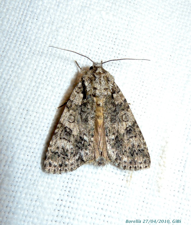 Acronicta rumicis?