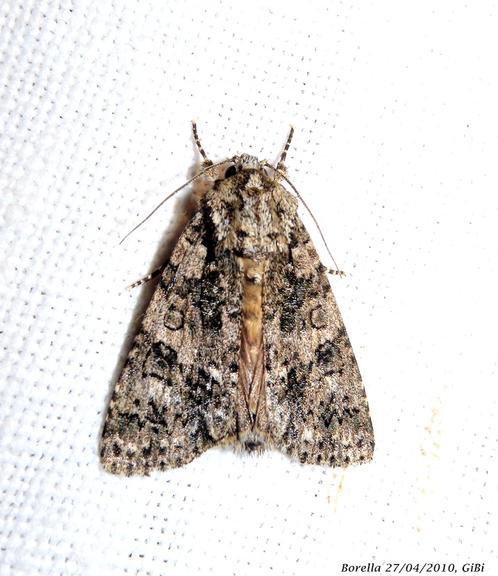 Acronicta rumicis?