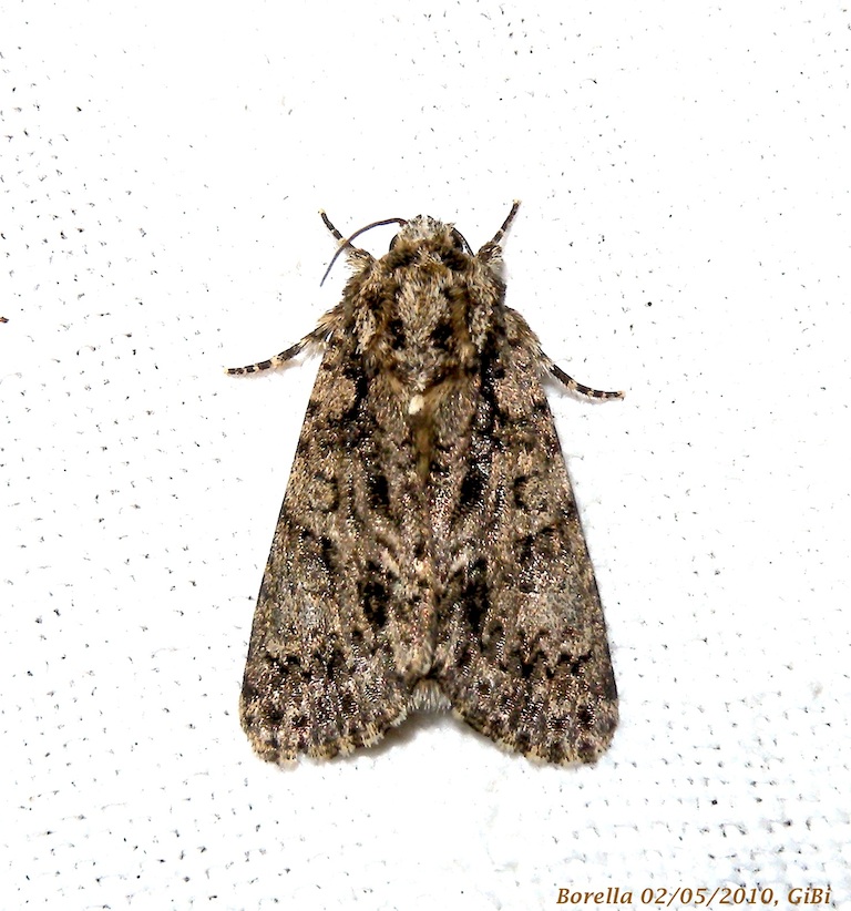 Acronicta rumicis?