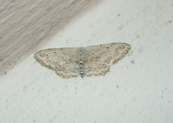 Idaea seriata ?