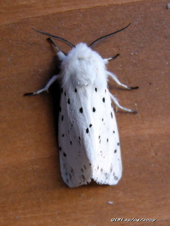 Spilosoma lubricipeda ?