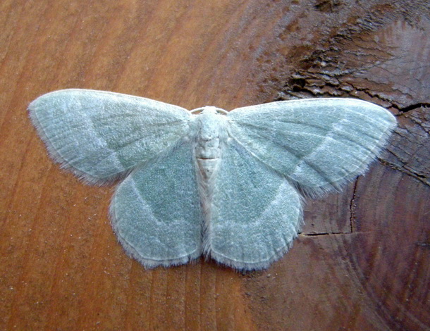 Geometridae