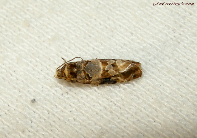 Da det.: Micro n 6 - Lobesia botrana (Tortricidae)