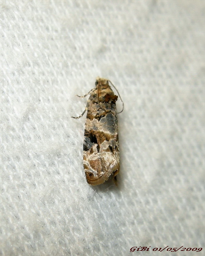 Da det.: Micro n 6 - Lobesia botrana (Tortricidae)