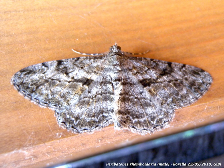 Geometridae Ennominae Boarmiini # 1