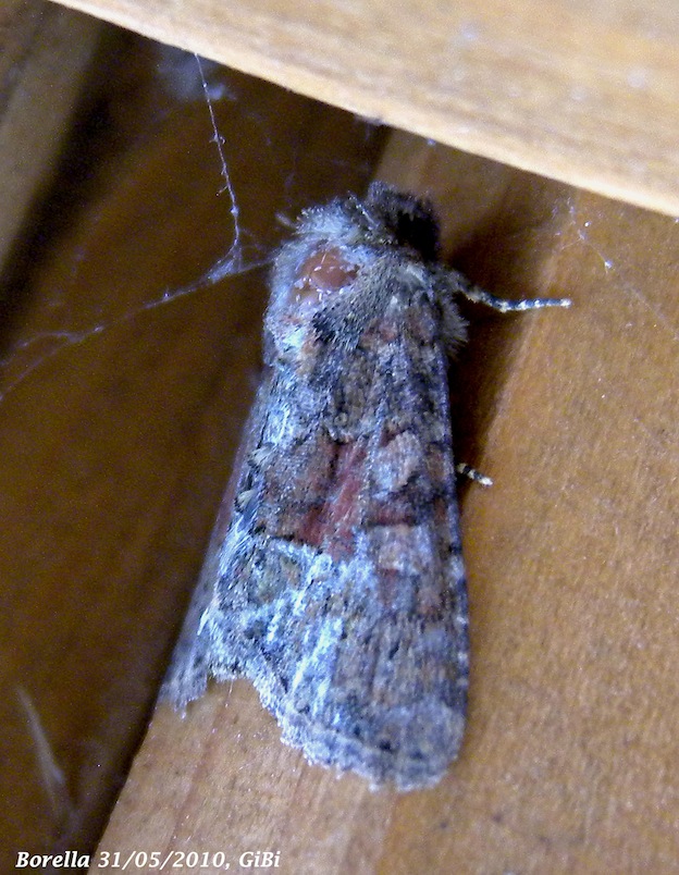 Piccola Noctuidae da id.