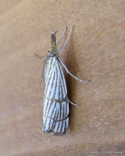 ID: Chrysocrambus craterella ?