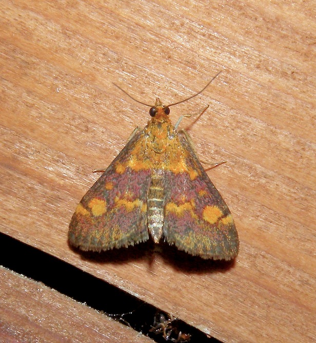 Pyrausta aurata ?