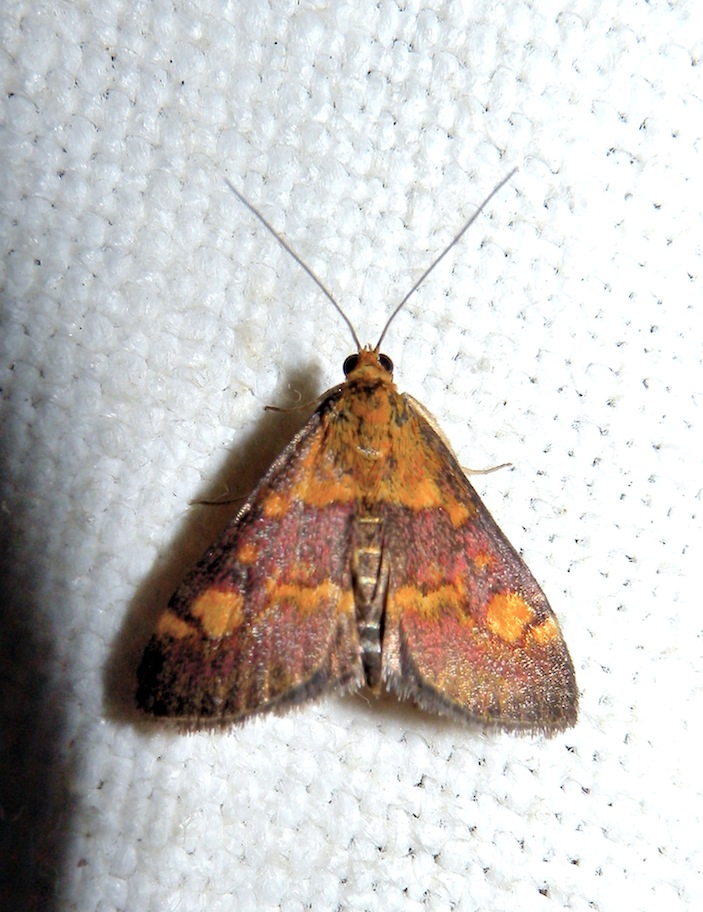 Pyrausta aurata ?