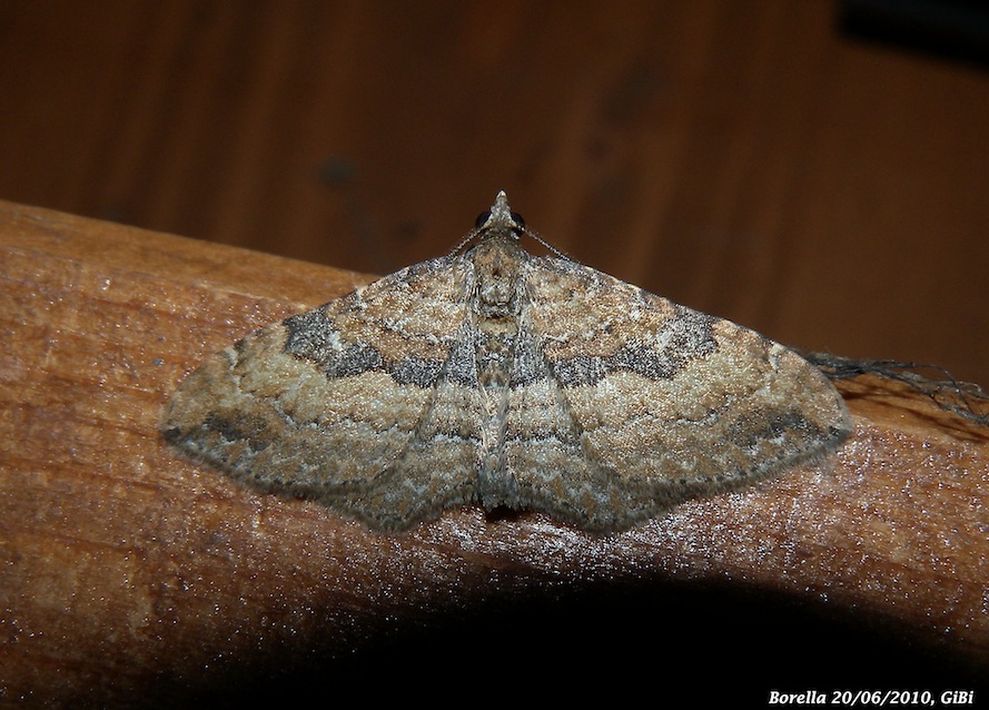 Maschio di Nycterosea obstipata ?