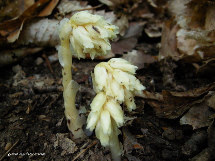 Monotropa hypopitys