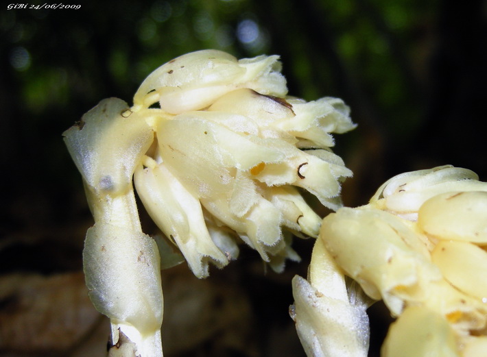 Monotropa hypopitys