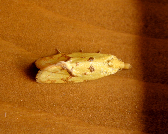 Agapeta hamana ?