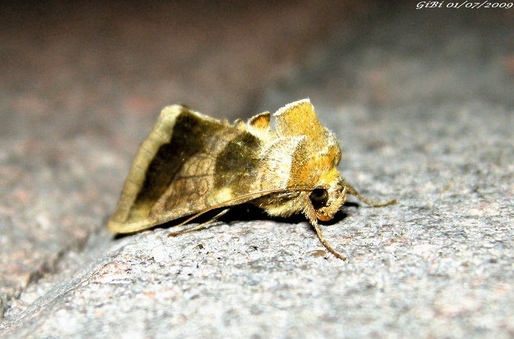 Lamprotes c-aureum ? - Diachrysia sp.