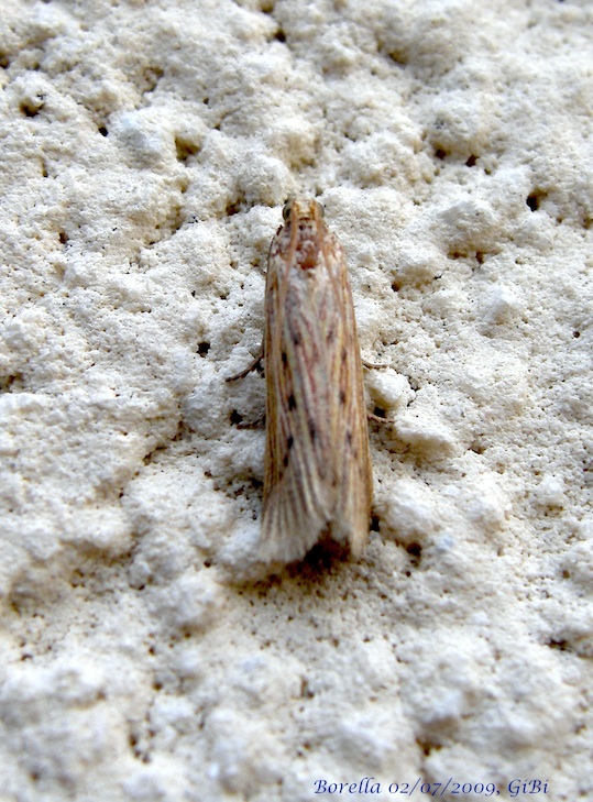 Pyralidae da determinare - Ematheudes punctella