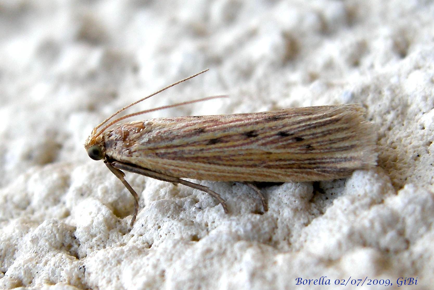 Pyralidae da determinare - Ematheudes punctella