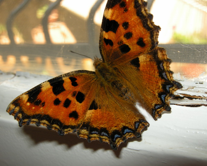 Diurne Corf (Grecia) 1: Nymphalis polychloros