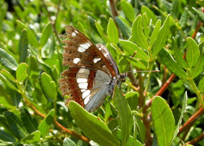 Diurne Corf (Grecia) 7: Limenitis reducta