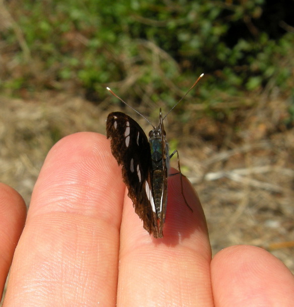 Diurne Corf (Grecia) 7: Limenitis reducta