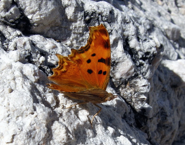 Diurne Corf (Grecia) 6:  Polygonia c-album/Polygonia egea?