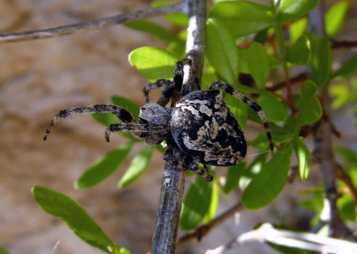 Araneus angulatus