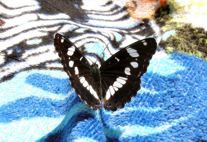 Diurne Corf (Grecia) 7: Limenitis reducta