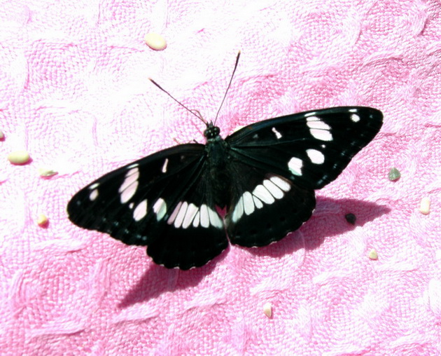 Diurne Corf (Grecia) 7: Limenitis reducta