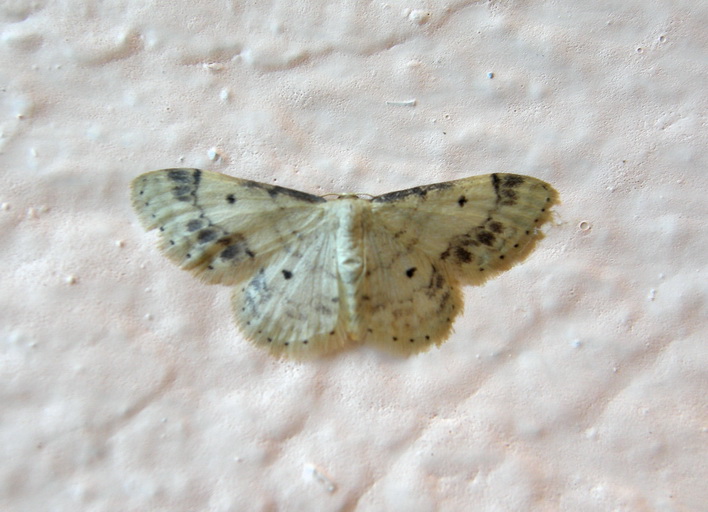 Notturne Corf (Grecia) 2: Idaea trigeminata?