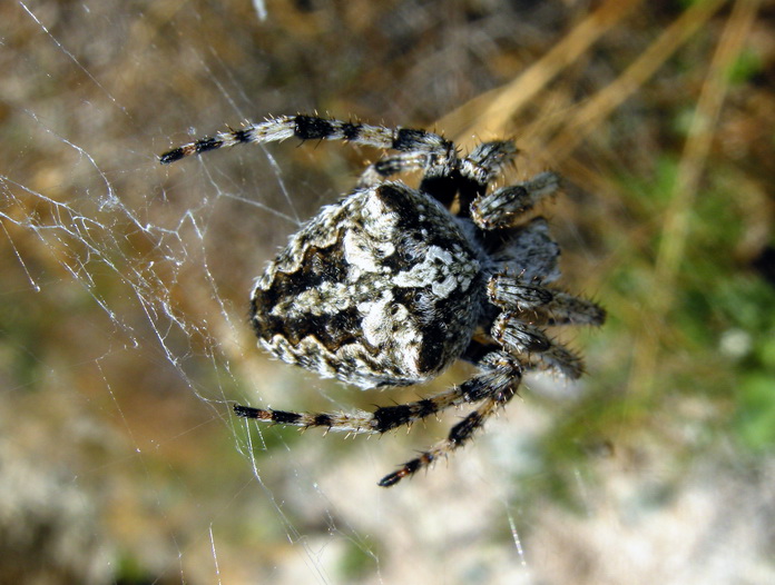 Araneus angulatus