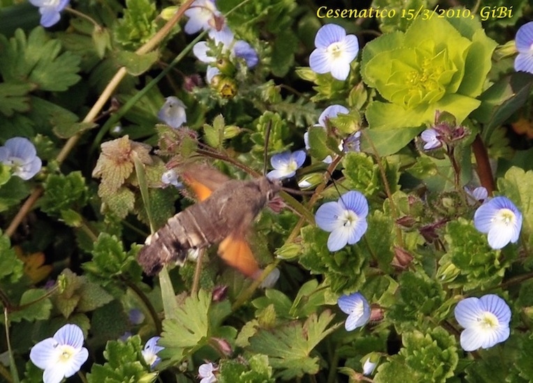 Macroglossum stellatarum