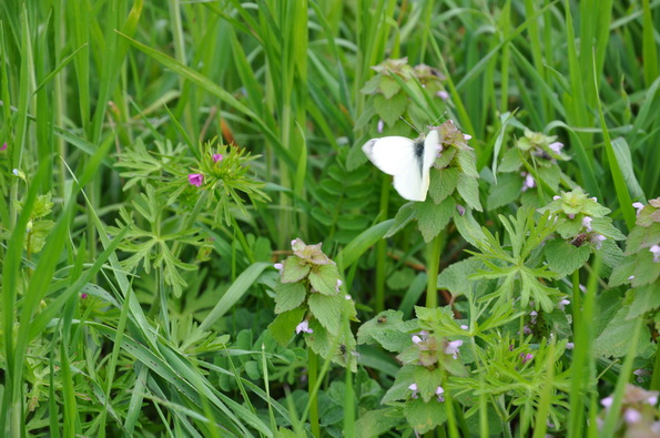 Lamium purpureum