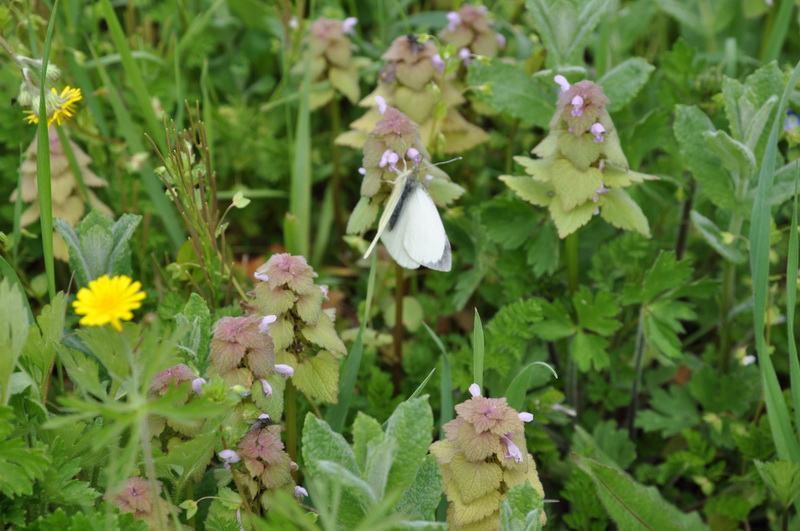 Lamium purpureum