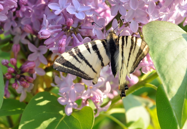 Iphiclides podalirius?