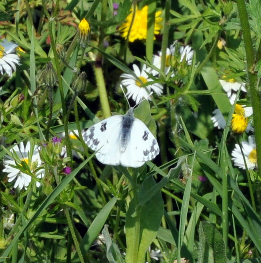 Euchloe sp.