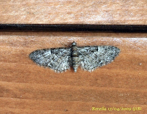 Eupithecia sp.