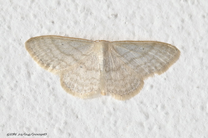 Geometridae ? - Idaea subsericeata.