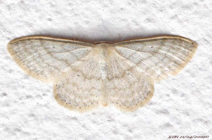 Geometridae ? - Idaea subsericeata.