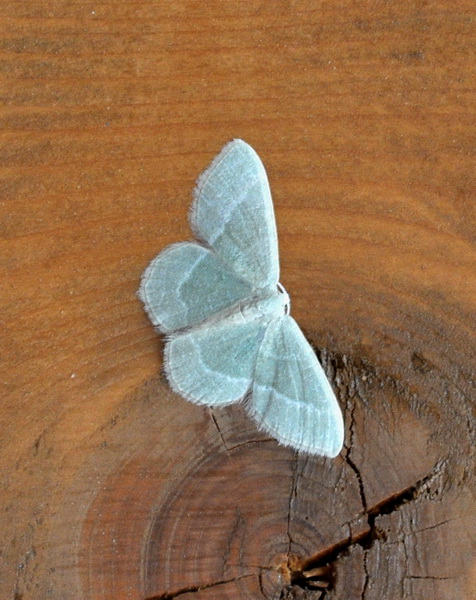 Geometridae