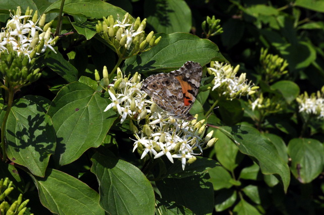 Arbusto con farfalla - Cornus sanguinea