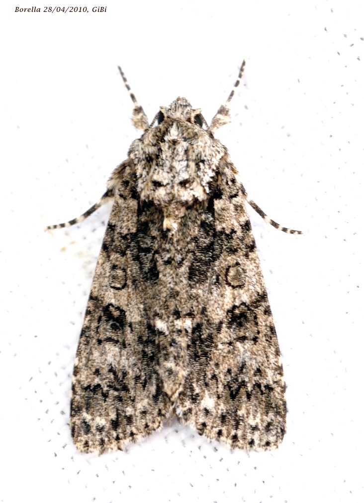 Acronicta rumicis?