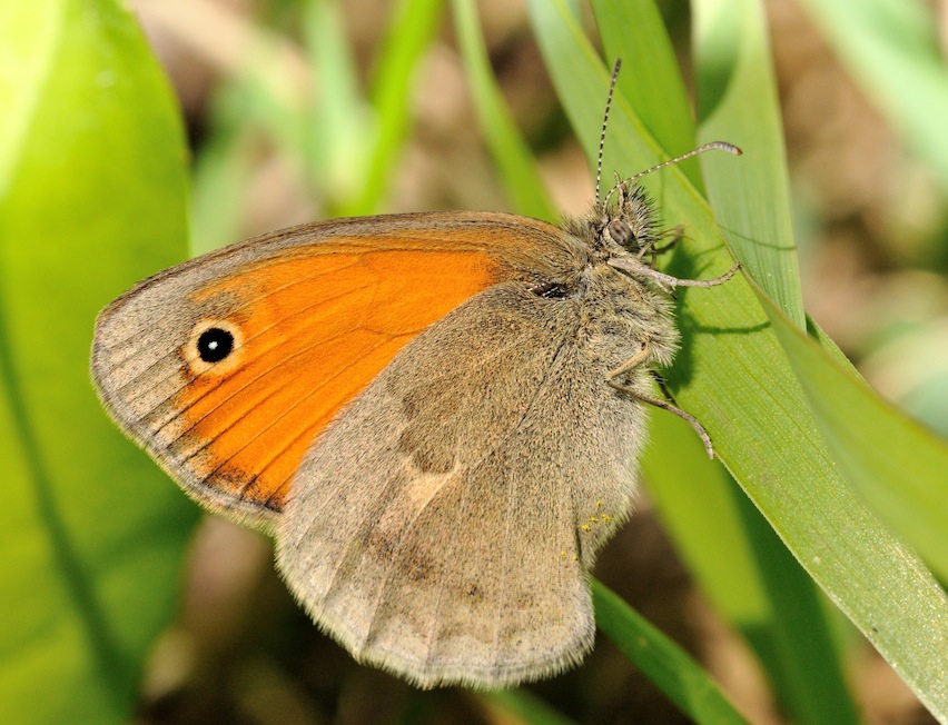 Coenonympha pamphilus