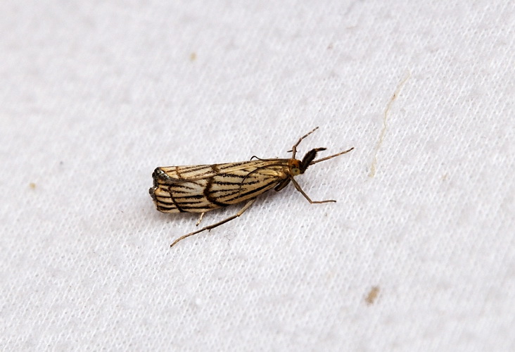 ID: Chrysocrambus craterella ?