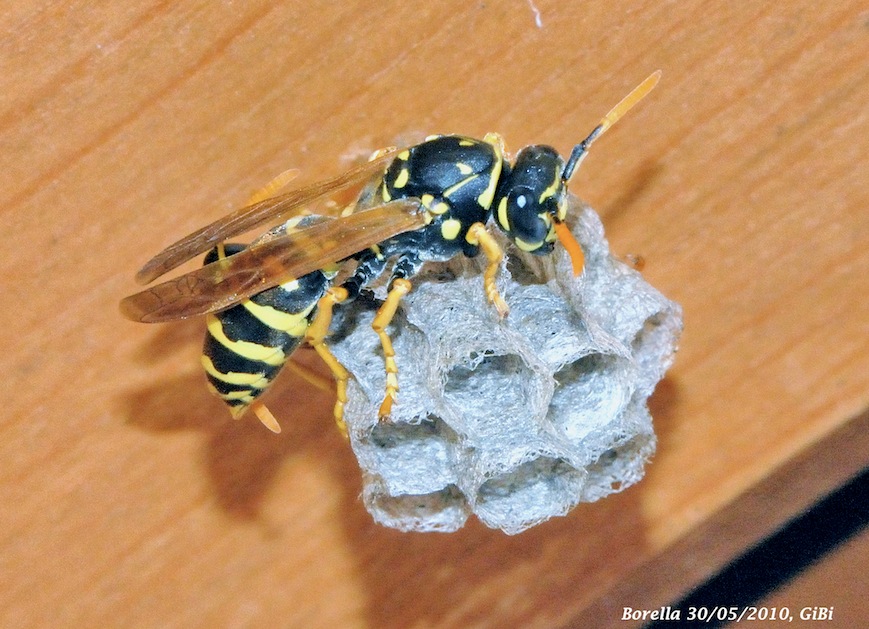 Nido di Polistes sp.