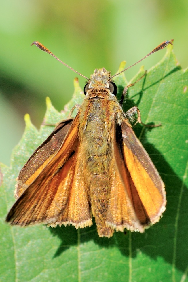 Hesperiidae 1 - Ochlodes sylvanus